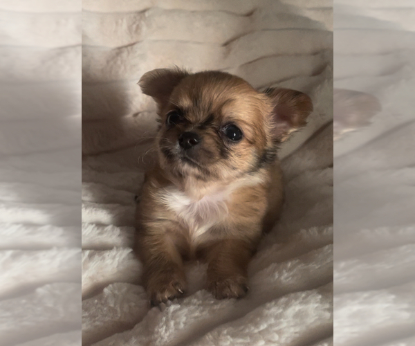 Medium Photo #8 Chihuahua Puppy For Sale in ADAMSVILLE, TN, USA