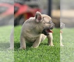 Small #19 French Bulldog