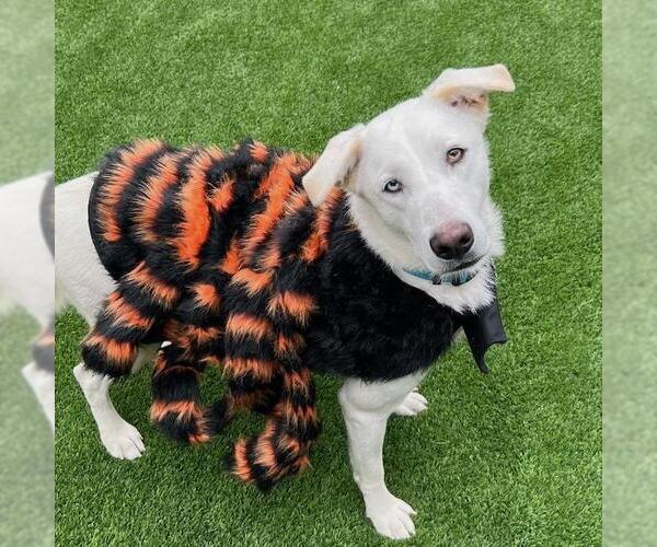 Medium Photo #11 Huskies -Unknown Mix Puppy For Sale in San Diego, CA, USA