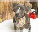 Small American Pit Bull Terrier-Catahoula Leopard Dog Mix