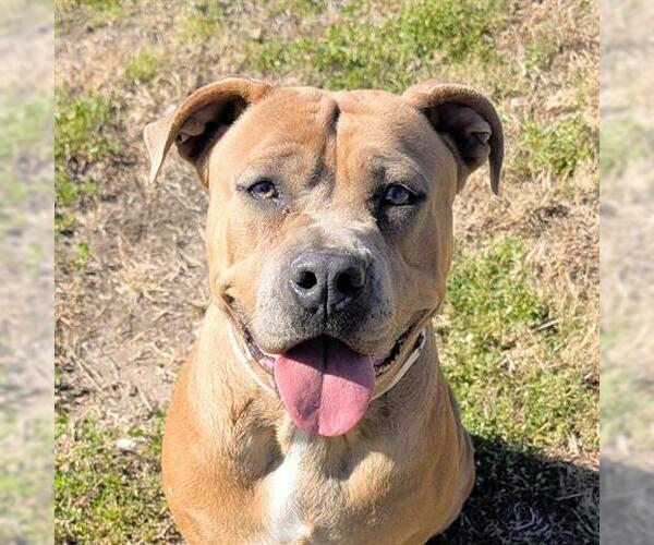 Medium Photo #2 Mutt Puppy For Sale in Houston, TX, USA