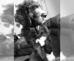 Small Photo #8 Goldendoodle Puppy For Sale in VONORE, TN, USA