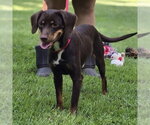 Small Photo #4 Dachshund Puppy For Sale in Yardley, PA, USA