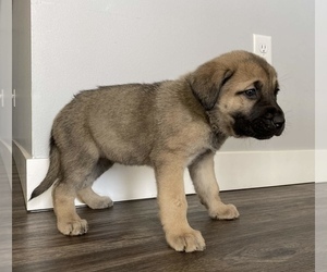 Cane Corso-German Shepherd Dog Mix Puppy for sale in WINNEBAGO, NE, USA