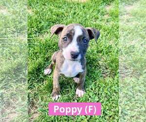 Staffordshire Bull Terrier-Unknown Mix Dogs for adoption in pomfret, CT, USA