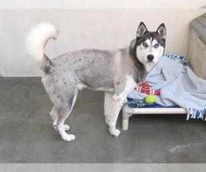 Siberian Husky Dogs for adoption in Orange, CA, USA