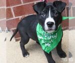 Small #1 Labrador Retriever Mix