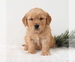 Small Golden Retriever