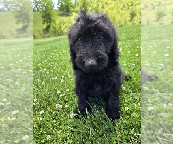 Medium Photo #1 Labradoodle Puppy For Sale in WILLIAMSTOWN, KY, USA