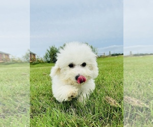 Bichon Frise Puppy for sale in PALM COAST, FL, USA