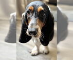 Small #2 Basset Hound