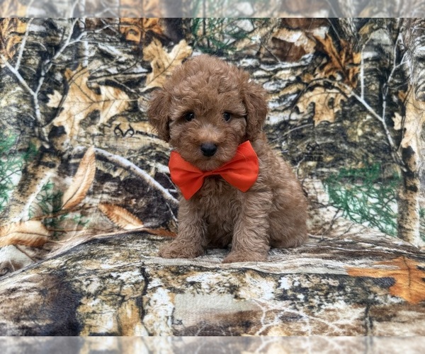 Medium Photo #7 Cavapoo (Miniature) Puppy For Sale in LAKELAND, FL, USA