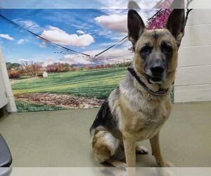 German Shepherd Dog Dogs for adoption in Moreno Valley, CA, USA