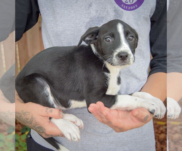 Medium Photo #2 Australian Shepherd-Unknown Mix Puppy For Sale in Huntley, IL, USA