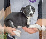 Small #1 Australian Shepherd Mix