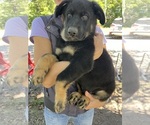 Puppy Red Collar German Shepherd Dog
