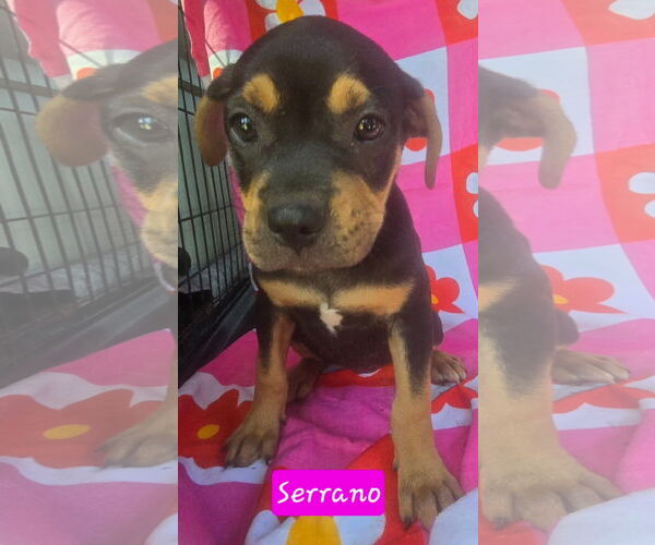 Medium Photo #3 Catahoula Leopard Dog-Unknown Mix Puppy For Sale in Alexander, AR, USA