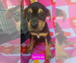 Small #2 Catahoula Leopard Dog Mix
