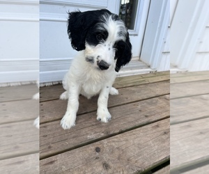 Springerdoodle Puppy for sale in BREMEN, MN, USA