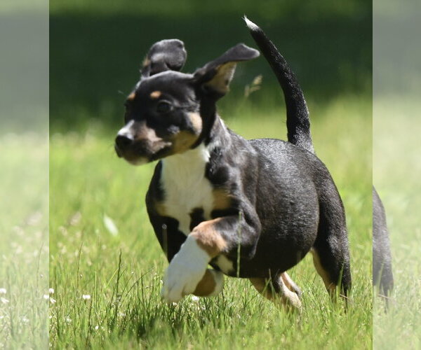 Medium Photo #8 Shepweiller Puppy For Sale in Mechanicsburg, PA, USA