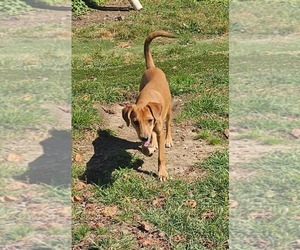 Felix - Male Feist Terrier-Unknown Mix Dog for Adoption - Photo #3