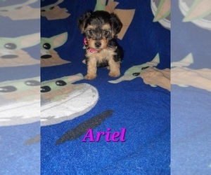 Poodle (Toy)-YorkiePoo Mix Puppy for sale in SHELBY, NC, USA