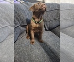 Puppy Cinnamon Labrador Retriever