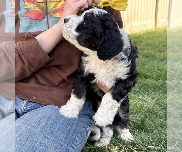 Medium Photo #4 Bernedoodle (Miniature) Puppy For Sale in ROY, UT, USA