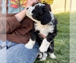 Small #3 Bernedoodle (Miniature)