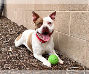 ROCA - Female Mutt Dog for Adoption - Photo #3