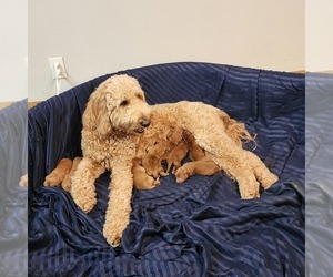Mother of the Goldendoodle puppies born on 11/24/2022