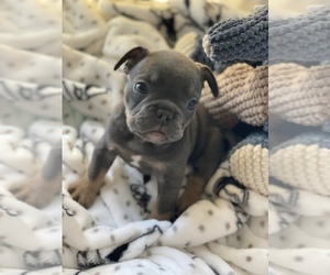 French Bulldog Puppy for sale in LAKE ELSINORE, CA, USA