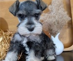 Small #8 Schnauzer (Miniature)