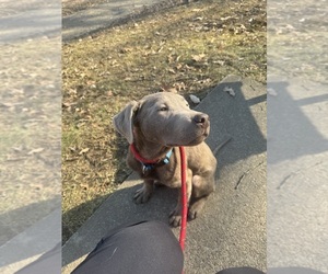 Labmaraner Puppy for sale in NEW PHILADELPHIA, OH, USA