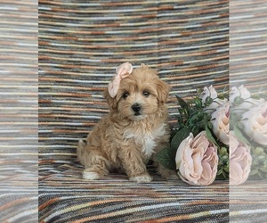 Maltipoo Puppy for sale in LEOLA, PA, USA