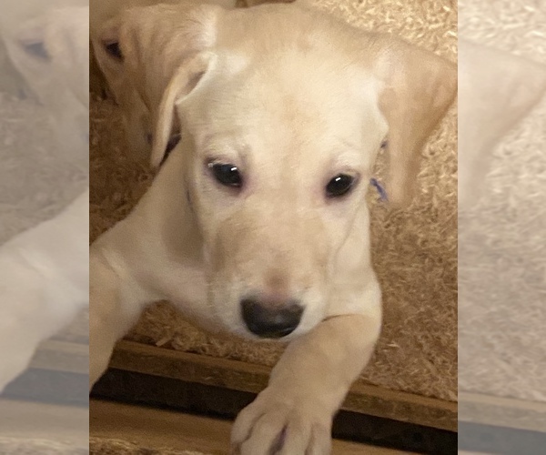 Medium Photo #4 Labrador Retriever Puppy For Sale in FORT COLLINS, CO, USA