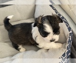 Small Photo #2 Zuchon Puppy For Sale in CENTRAL SQUARE, NY, USA