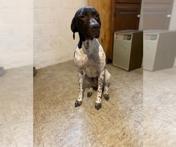 Medium Photo #1 German Shorthaired Pointer Puppy For Sale in NORRISVILLE, MD, USA