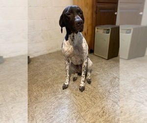 Father of the German Shorthaired Pointer puppies born on 12/27/2019