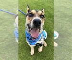 Small #2 Australian Cattle Dog Mix