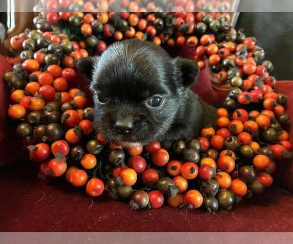 Medium Photo #1 Chihuahua Puppy For Sale in NEWVILLE, PA, USA