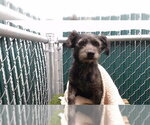 Small Mutt