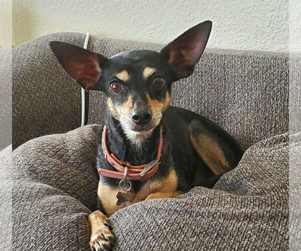 Medium Photo #4 Rat-Cha Puppy For Sale in Temecula, CA, USA