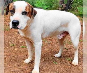 Rory - Male Boxer-Unknown Mix Dog for Adoption - Photo #4