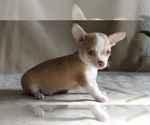 Small #2 Chihuahua