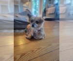 Small #1 Pomeranian