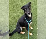 POMPOM - Female German Shepherd Dog-Unknown Mix Dog for Adoption - Small photo