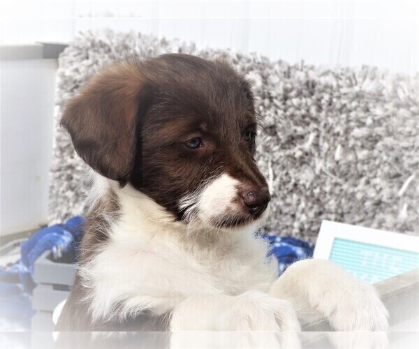 Medium Photo #3 Bordoodle Puppy For Sale in OLATHE, CO, USA