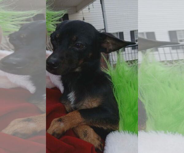 Medium Photo #3 Chihuahua-Unknown Mix Puppy For Sale in Thomasville, NC, USA