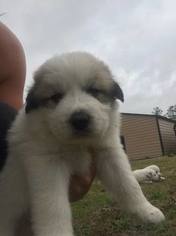 Great Pyrenees Puppy for sale in CASSATT, SC, USA